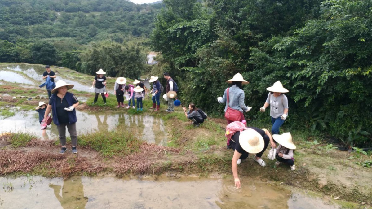 嵩山社區居民撿拾田螺供螢火蟲食用。新北市農業局/提供