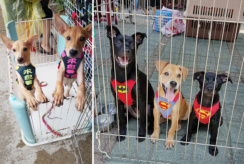 :陳愛媽極為重視送養，每週日都一定會到台中勤美送養會，浪浪們有找到家的機會。黃怡蓓/提供