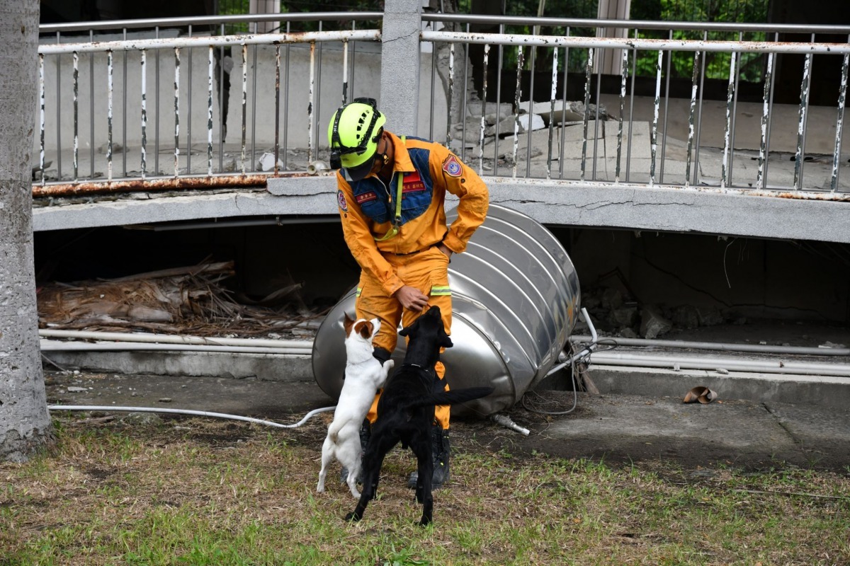 台中、台北搜救犬聯合訓練。台中市政府/提供