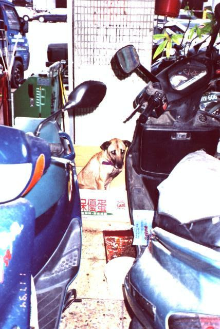 台灣街頭流浪犬。劉威良/提供