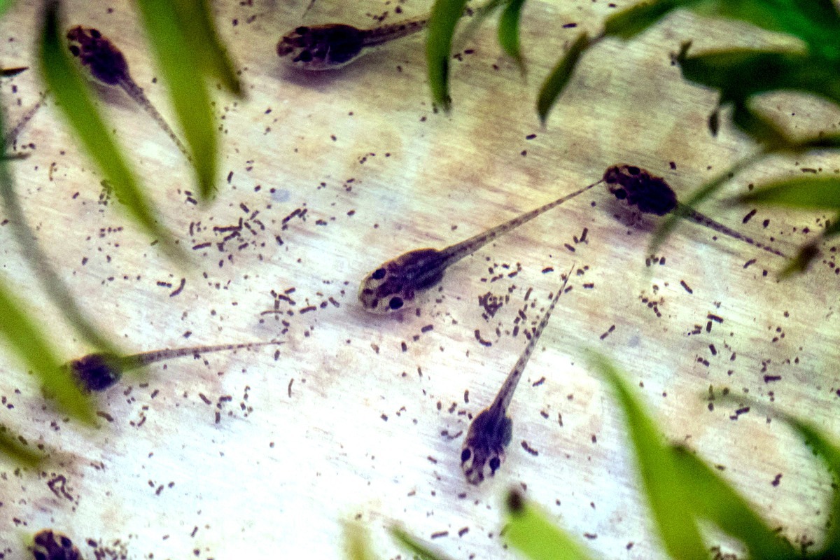 台北赤蛙的蝌蚪。台北市立動物園/提供