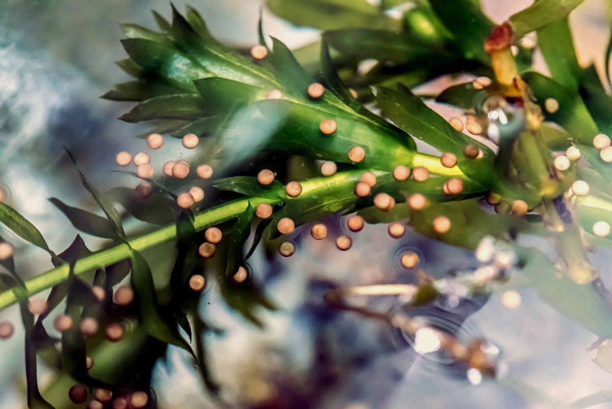 台北赤蛙的卵。台北市立動物園/提供