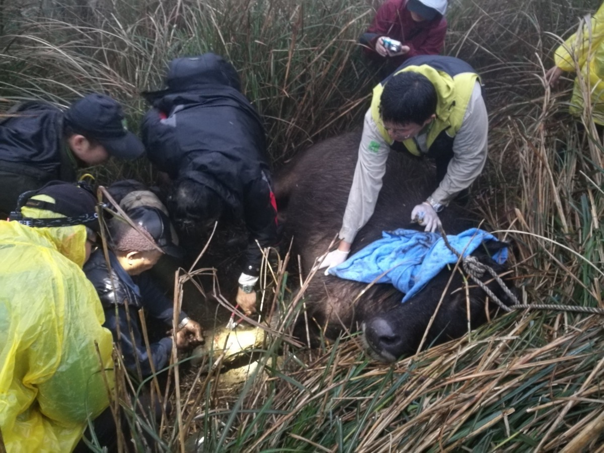 臺北市立動物園獸醫師團隊進行水牛救傷工作。陽明山國家公園管理處/提供
