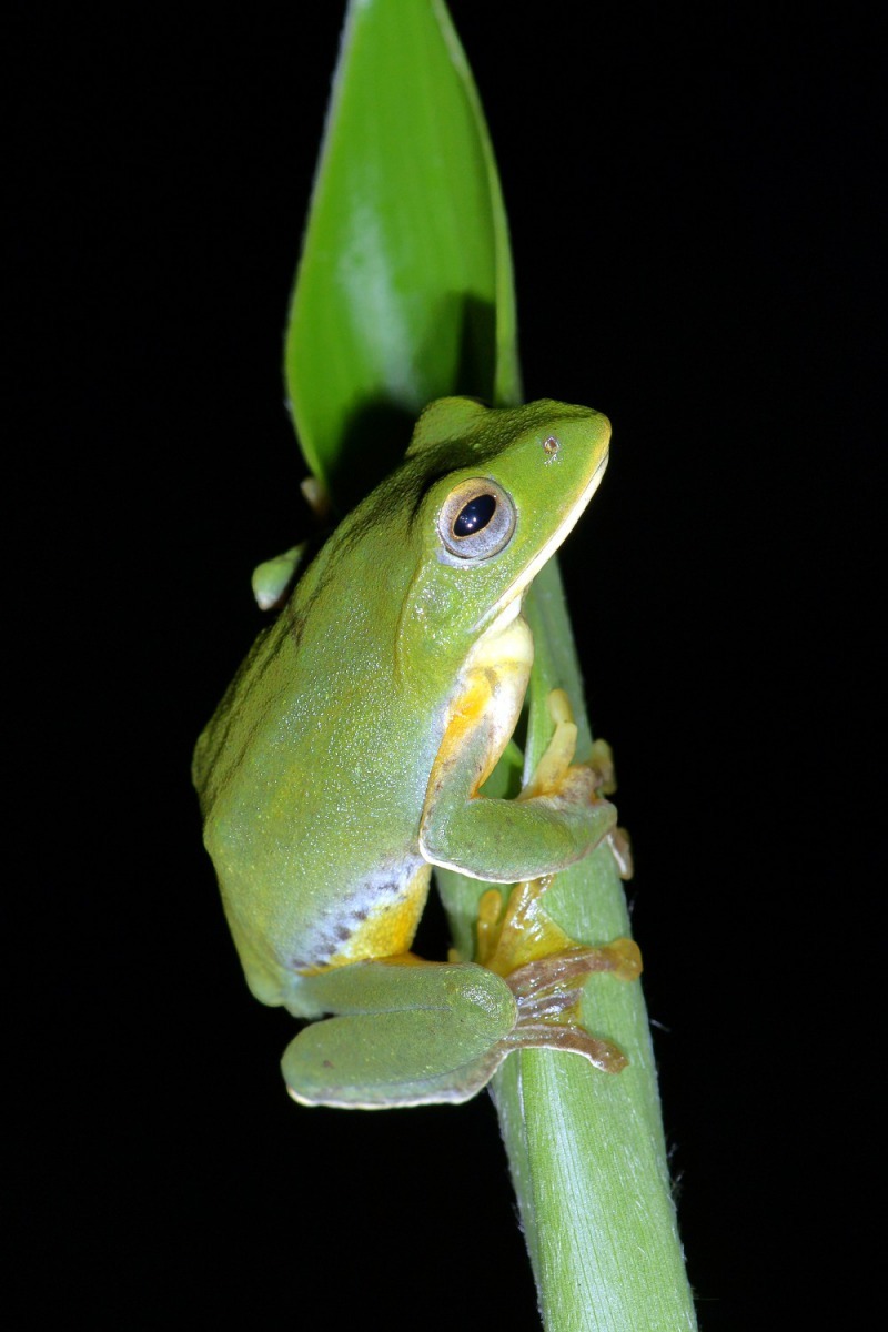 台北樹蛙是台灣少數在冬天交配且會築巢的蛙類。台北市立動物園/提供