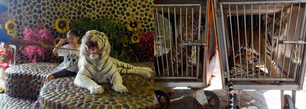 為了娛樂人類,動物付出的代價不是幾天而是用牠們一輩子的自由和快樂換來的。 取自:World Animal Protection