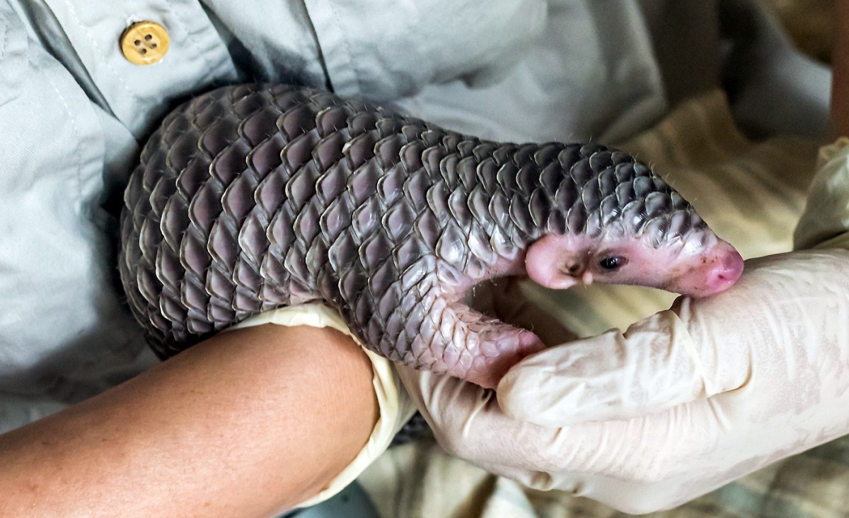 臺灣動物區新生的穿山甲寶寶滿月囉！台北市立動物園/提供