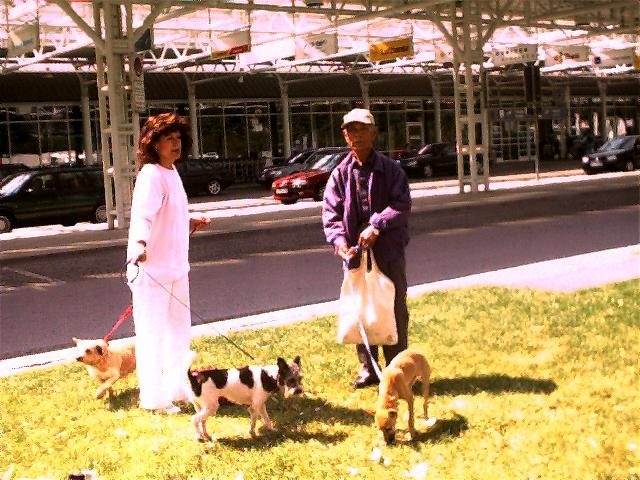 2000年台灣私人救狗的邴伯伯,親自救台灣流浪狗來德國 。劉威良/提供