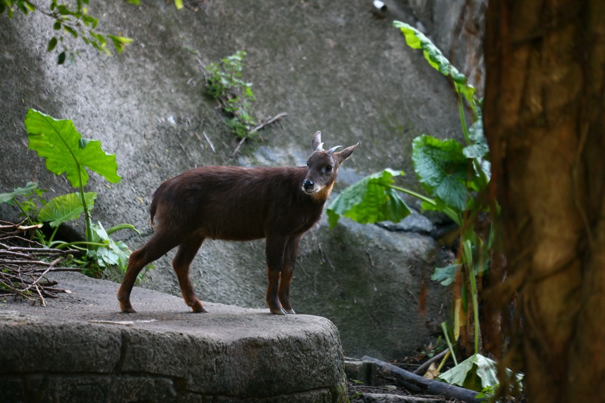 臺灣野山羊(臺灣長鬃山羊) 為台灣產唯一野生牛科動物，原本被視為日本長鬃山羊(Capricornis crispus)的一個亞種，故舊稱長鬃山羊。多棲息於原始針葉林、針 闊葉混生林闊葉林與裸露的碎石陡坡，通常單獨活動，晨昏之際為覓食高峰 ，以蕨類、灌木、草本植物和嫩葉為主食。交配季約在十一月，小羊次年二到 三月出生，一胎1仔，偶而2仔。陳王時/提供