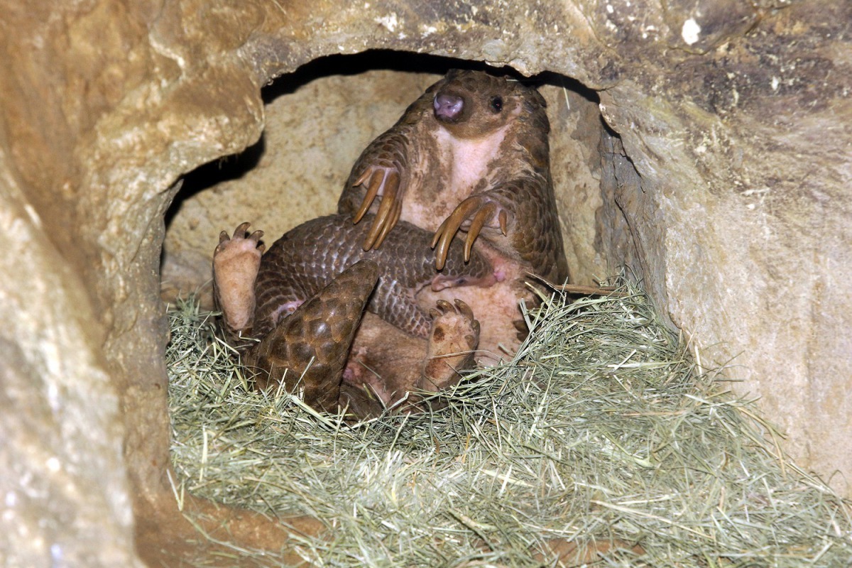 台灣自然資源開發與棲地環境改變等因素,本土中華穿山甲野外族群持續遭受生存威脅。台北市立動物園/提供