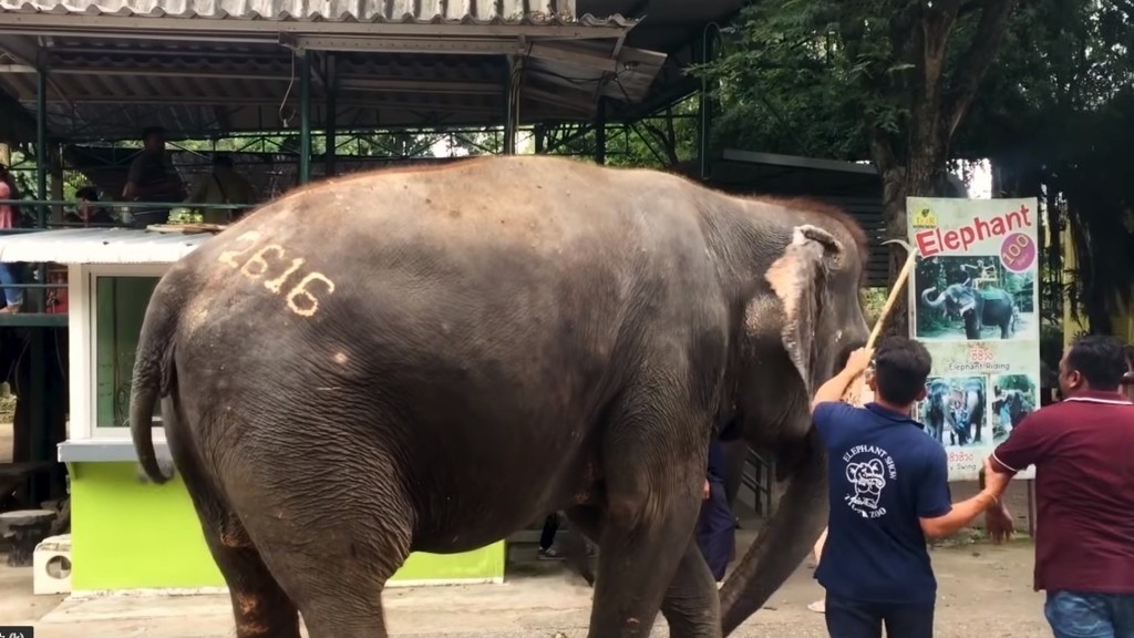 業者用尖鉤刺大象的耳背，逼迫牠聽從指令表演。圖片來源／National Geographic