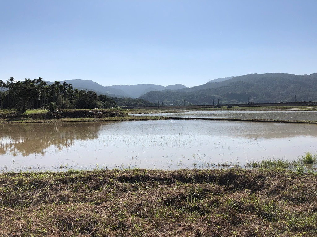 田寮洋翻土後。新北市農業局/提供