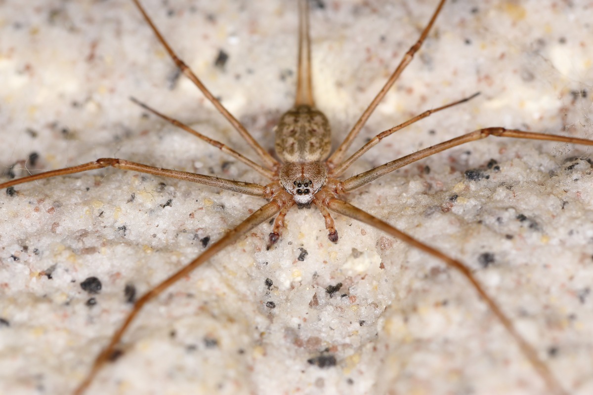 條紋長疣蛛。羅英元/攝