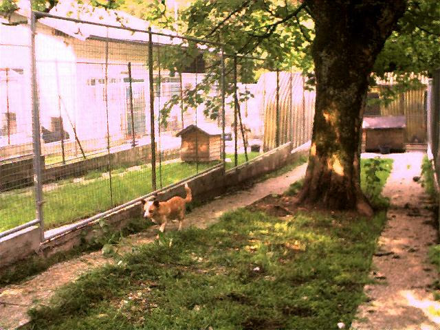 阿爾卑斯山下收容所的台灣狗。劉威良/提供