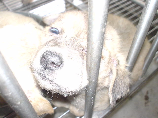 2003 年花蓮公立收容所的幼犬。劉威良/提供