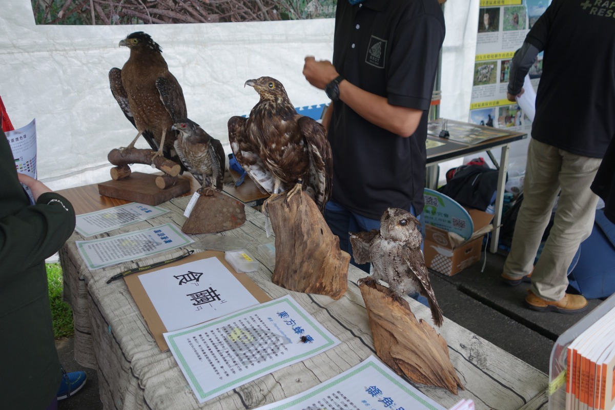 活動現場攤位展示都市常見猛禽標本。台北市動保處/提供