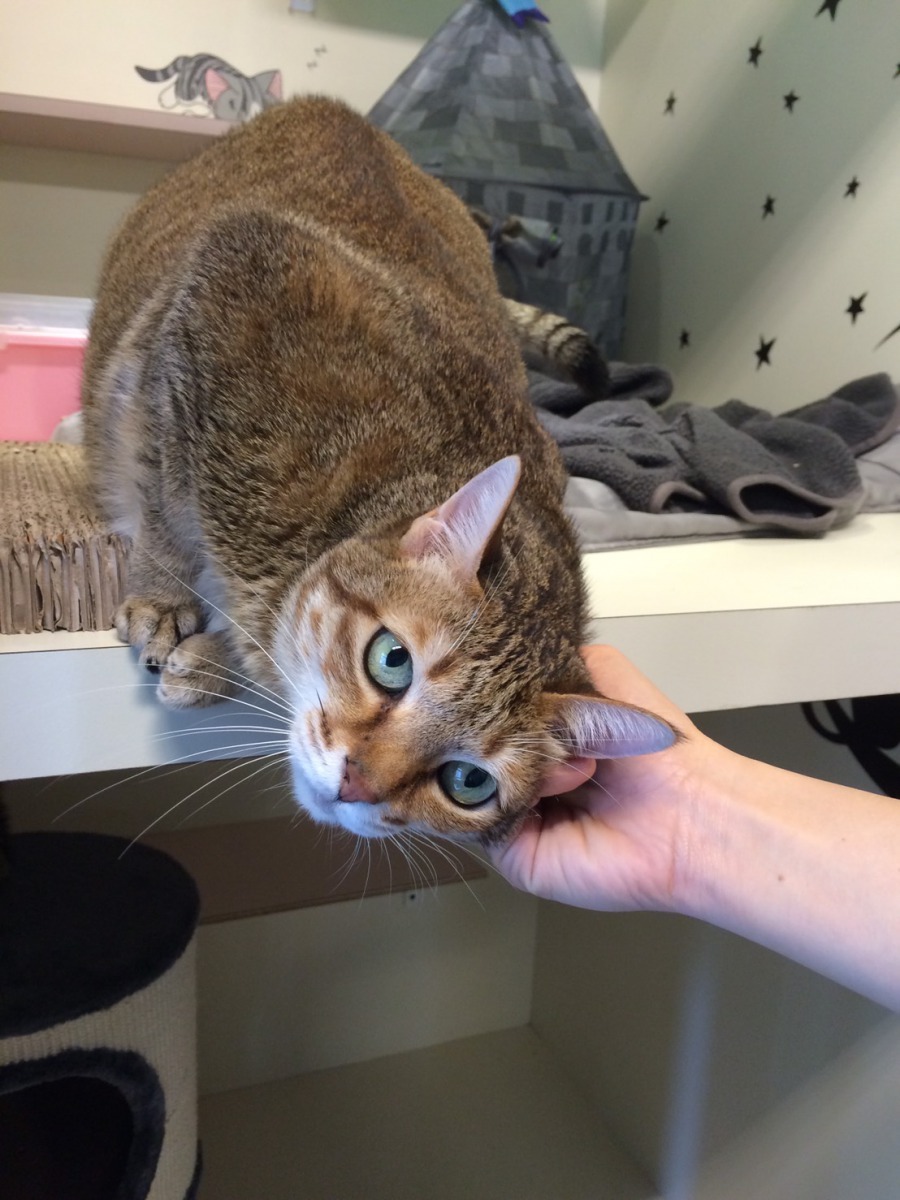 貓旅館明年10月前需將寵物業許可證申請完畢，將大幅保障動物福利及消費者權益。台北市動保處/提供(Very旺寵物精品館提供)