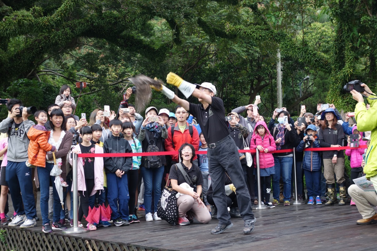 鳳頭蒼鷹在民眾見證下成功野放。台北市動保處/提供