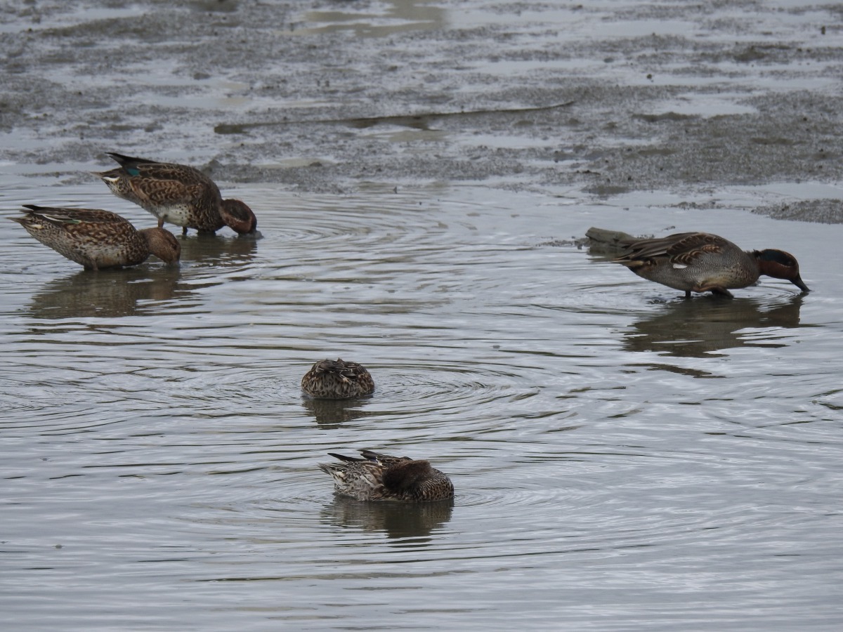 華江雁鴨自然公園的嬌客-小水鴨。臺北市政府/提供