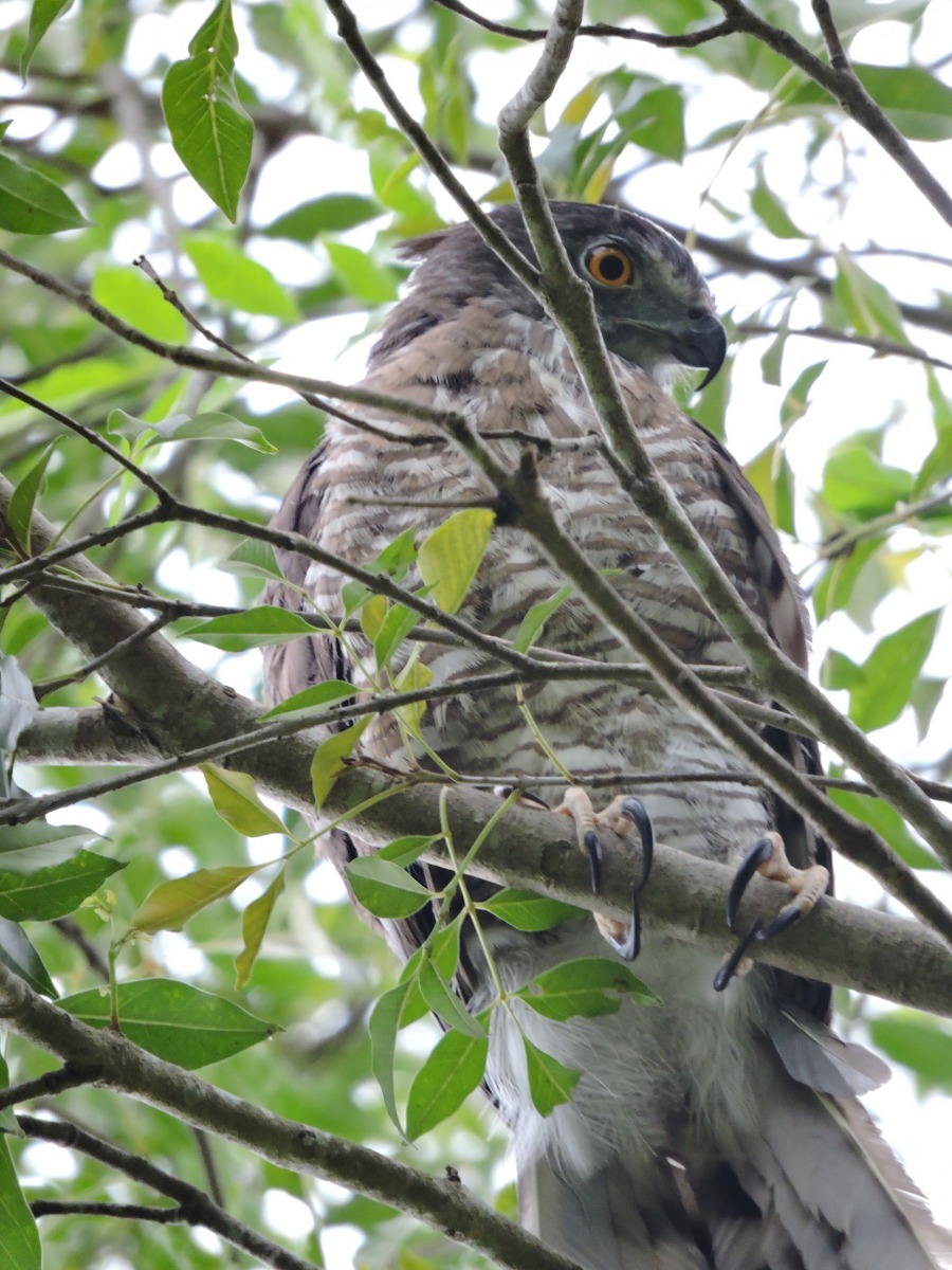 野放成功之鳳頭蒼鷹在樹上稍作停留即離去。台北市動保處/提供