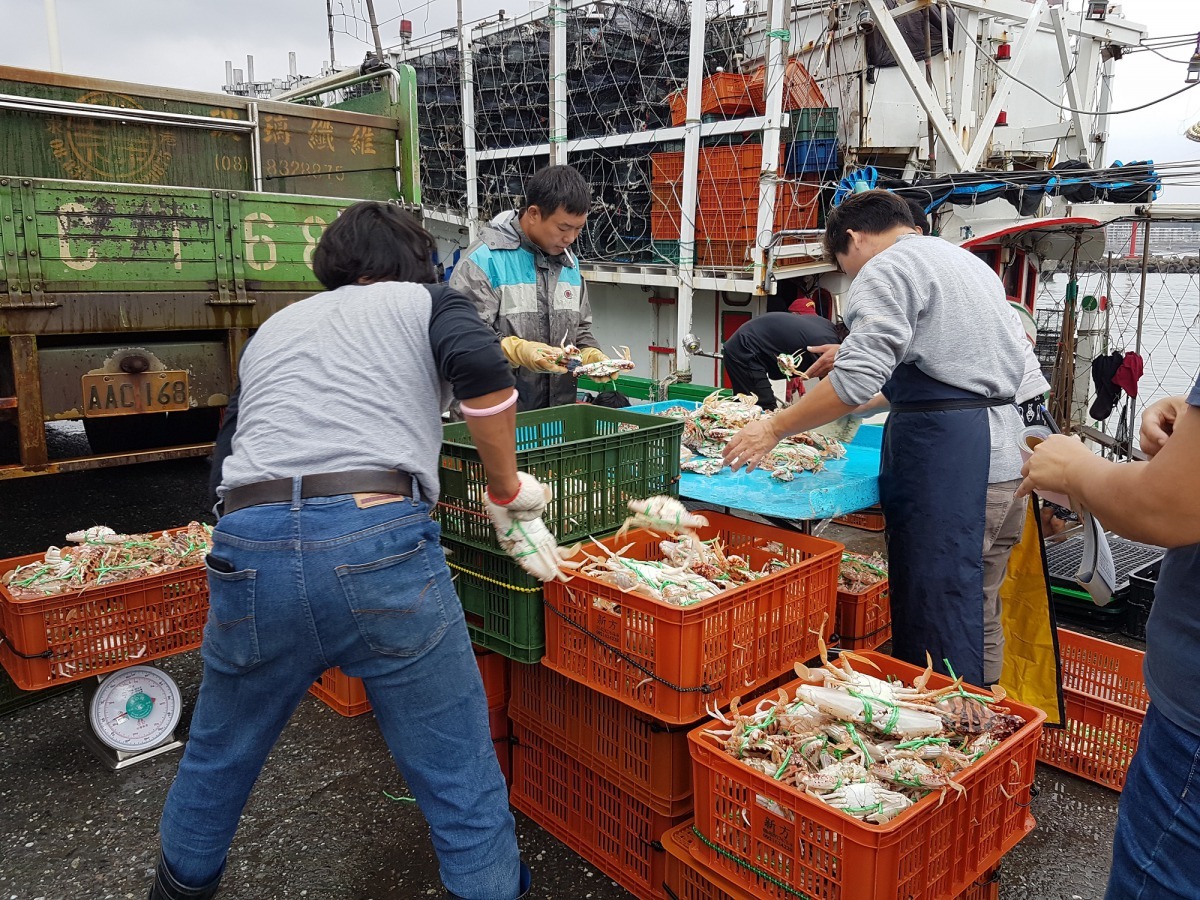 捕蟹船進港後裝卸萬里蟹。新北市政府/提供