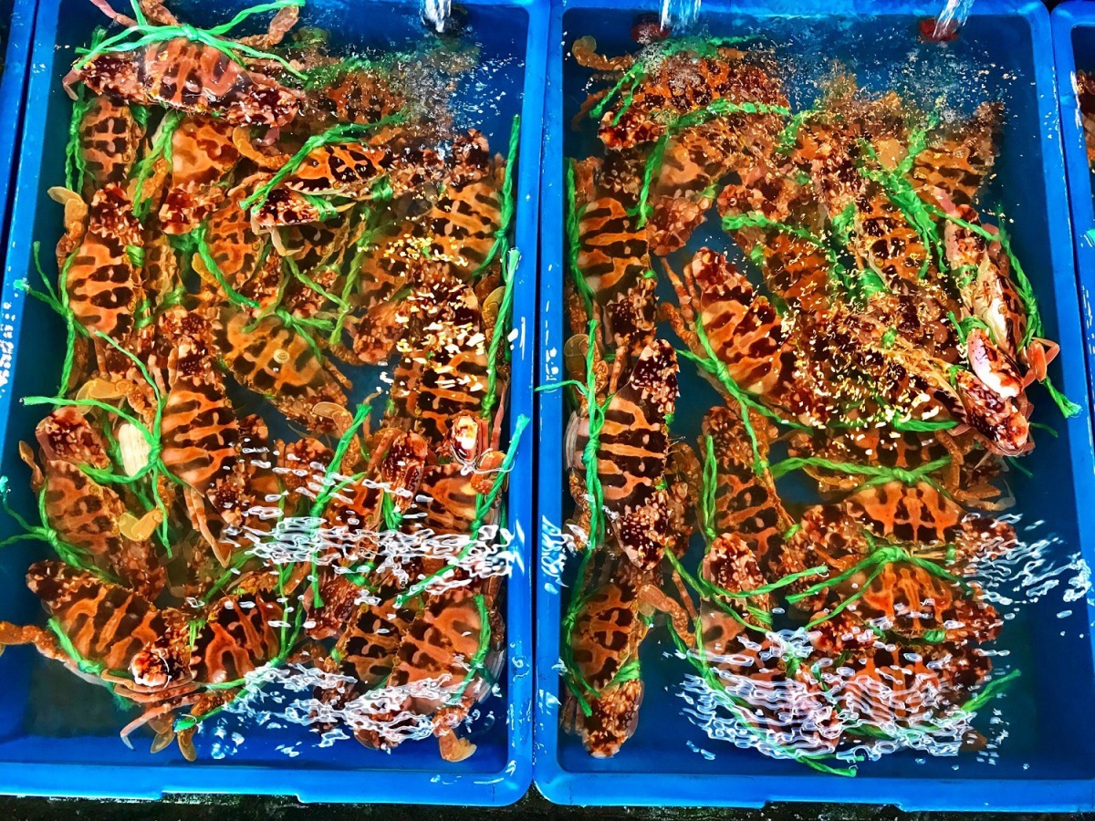 新北市政府呼籲永續萬里蟹,抓大放小、不抓抱卵母蟹。雨林/翻攝