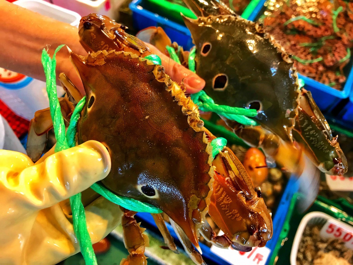 輕按螃蟹腹部感受觸感，拿起來較沉重的螃蟹反而肉質較厚實。新北市政府/提供