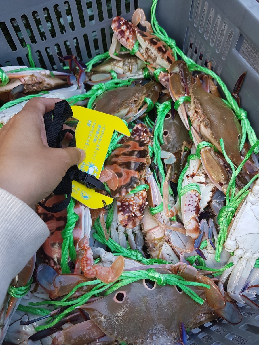 新北市政府將不定期辦理稽查工作,檢查捕撈的螃蟹是否符合規定。新北市政府/提供