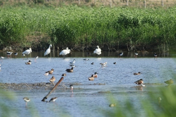 關渡自然公園自然中心二樓備有高倍數雙筒望遠鏡,深入其境賞鳥、觀察濕地生態