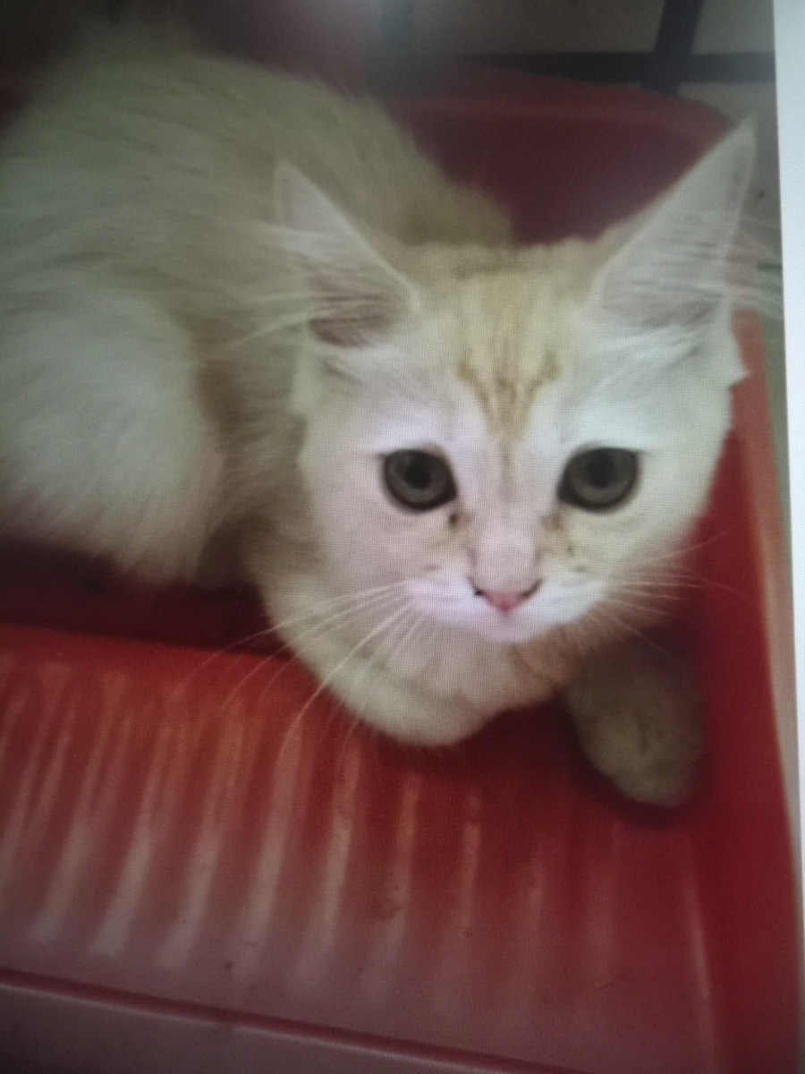 遭到棄養的幼貓。台北市動保處/提供