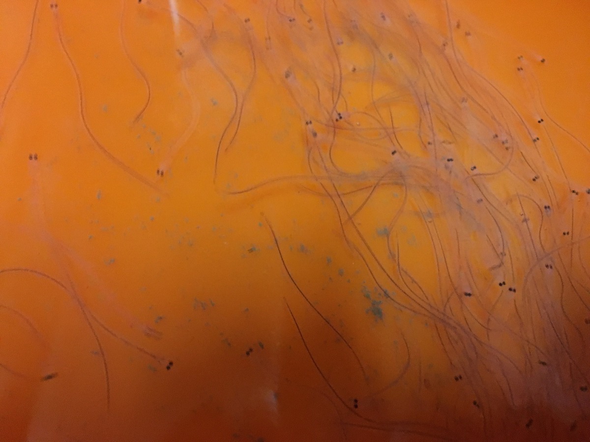 捕鰻苗為我國重要產業。新北市政府/提供