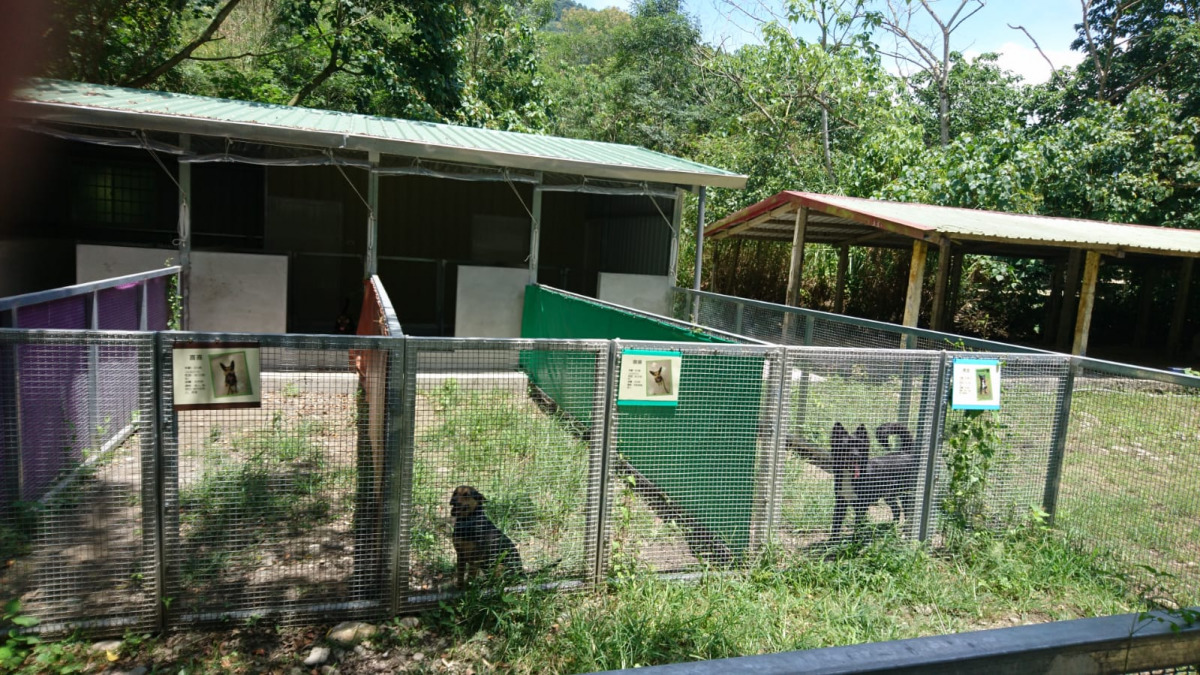 為了通過認證考試的治療犬，以隔離方式飼養動物輔助治療。劉威良/提供