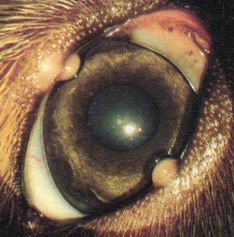 犬眼瞼霰粒腫外觀可見黃白色的腫大。哈寵誌/提供