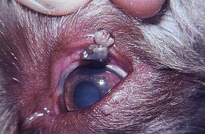 瞼板腺瘤因為會在眼瞼內側長腫瘤，所以必須手術移除。哈寵誌/提供