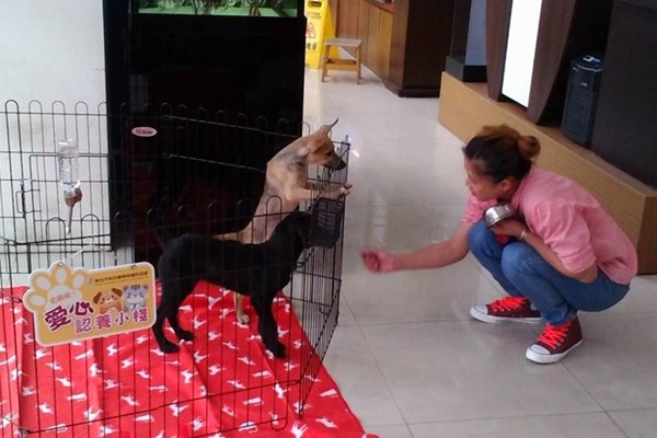  新北市動保處積極推動認養小棧，之前已和多家愛心寵物店合作，成功為浪浪們找到幸福的家。新北市動保處/提供