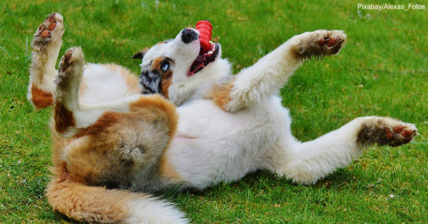 圖片取自The Animal Rescue Site