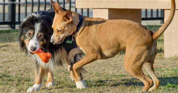 圖片取自The Animal Rescue Site