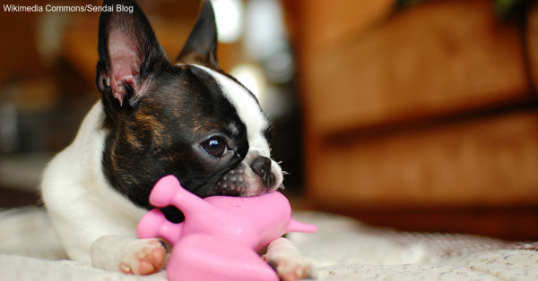 圖片取自The Animal Rescue Site