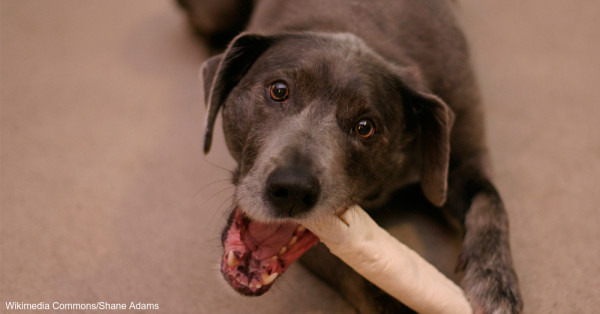 圖片取自The Animal Rescue Site