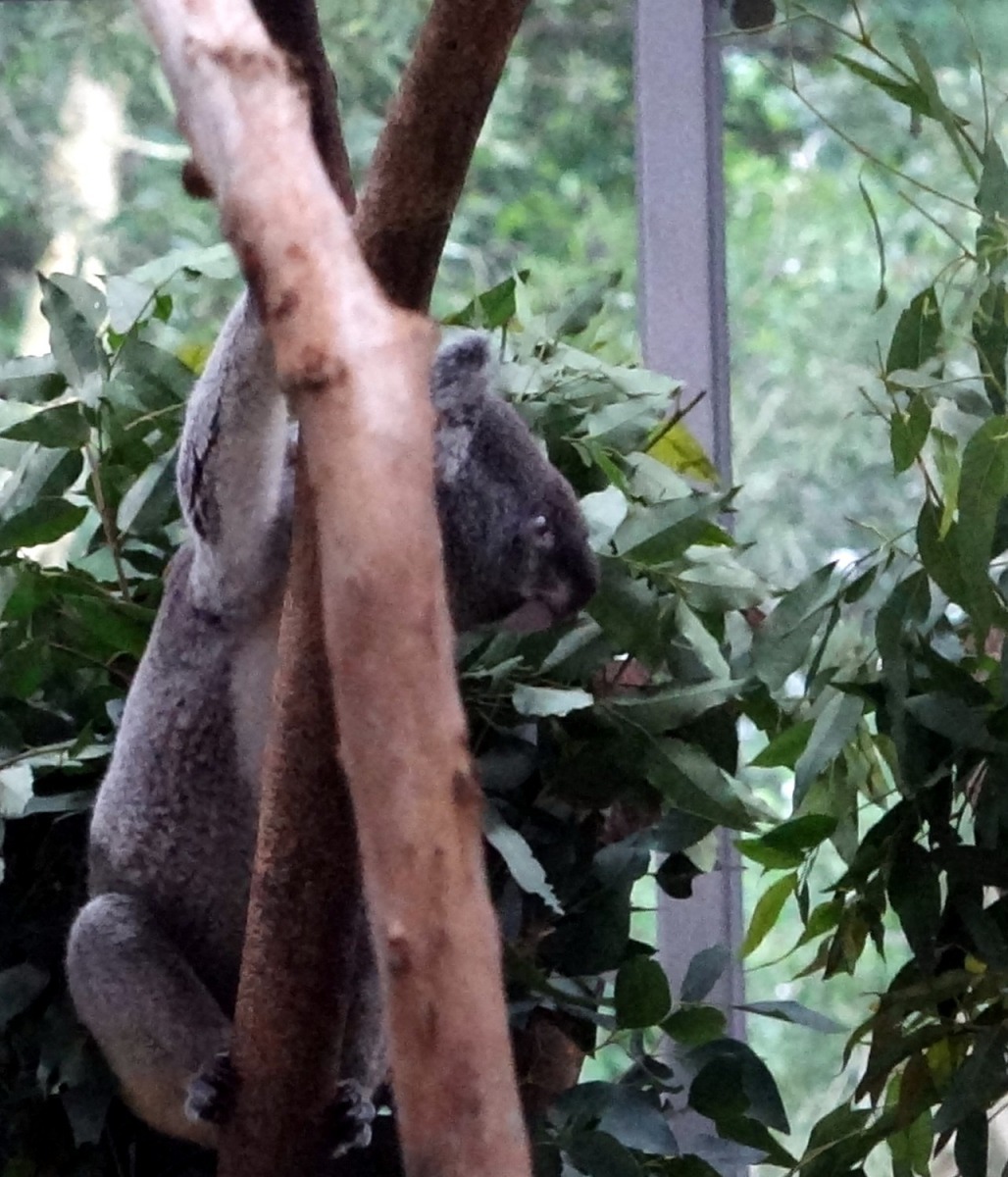 為了安撫「Q仔」,保育員立即送上新鮮的尤加利葉。台北市立動物園/提供