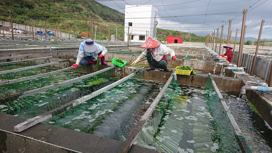 為了確保寶寶在育苗期間食物的充足，培育人員認真將不利微藻類生長的大型懸浮藻類撈除。新北市政府/提供