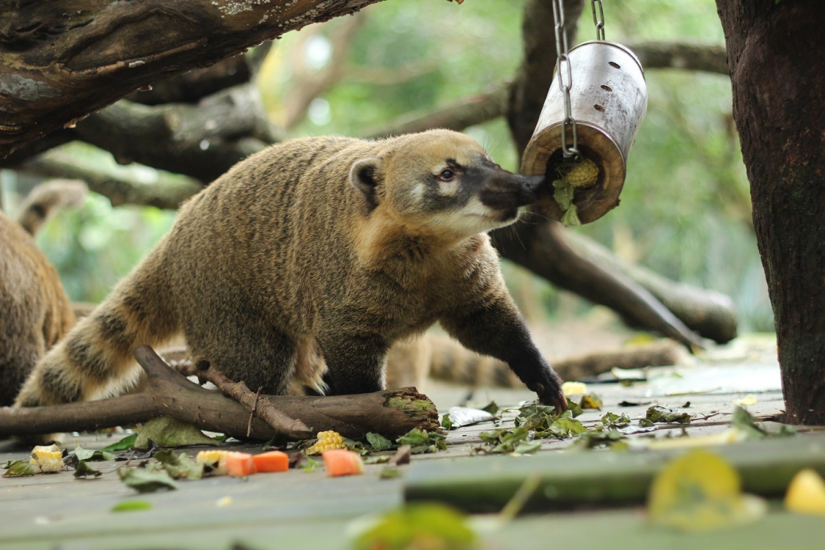 為了讓長鼻浣熊瘦身，動物園以高纖的大黃瓜、紅蘿蔔及玉米取代水果。台北市立動物園/提供
