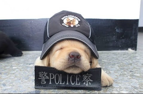 新北市警犬隊「福星」登國際媒體，被喻為「史上最可愛的警犬」。新北市警犬隊/提供