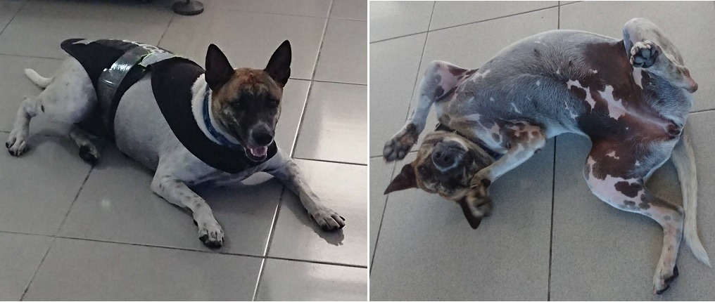 身材越來越胖的國農，躺在地上撒嬌。解寶慶/提供