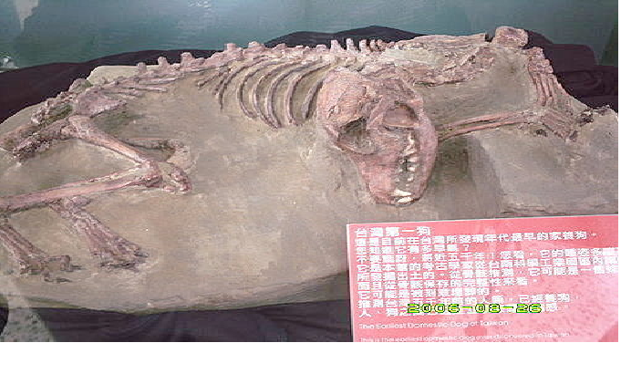 台東史前博物館出土於南科遺址的台灣第一狗。希望/提供