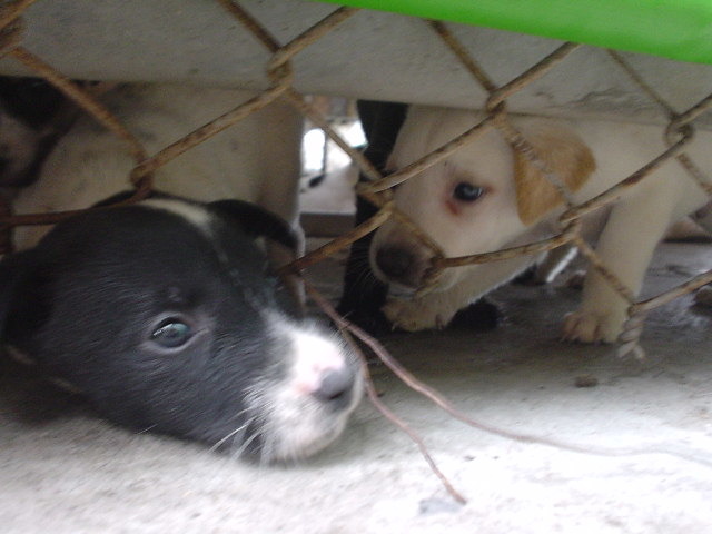 幼犬的臉，不容易辨識。2003花蓮公立收容所幼犬 劉威良/攝