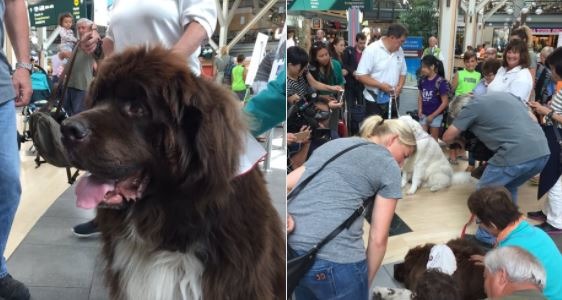 溫哥華機場公關犬,讓旅客可以上飛機前,在候機室裡與毛孩近距離互動,藉由忘記飛行的辛勞。取自: Global News