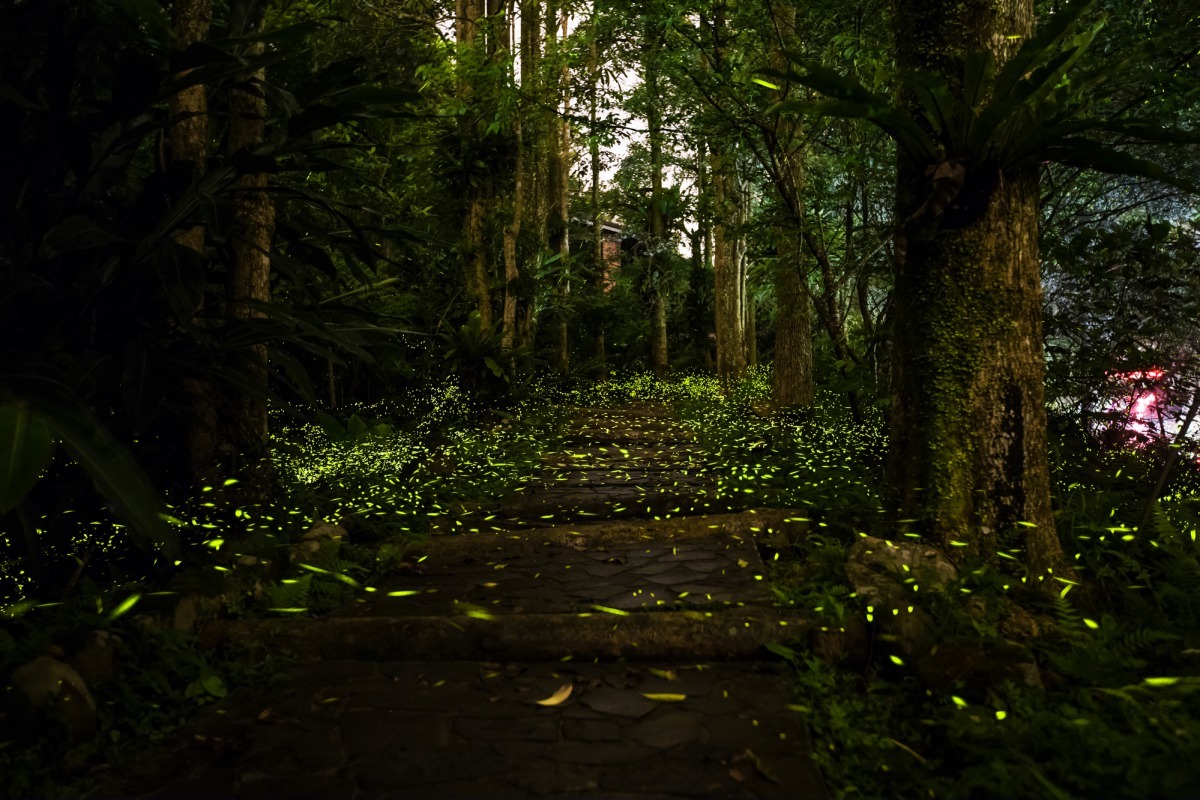 文山農場螢火蟲。新北市農業局/提供