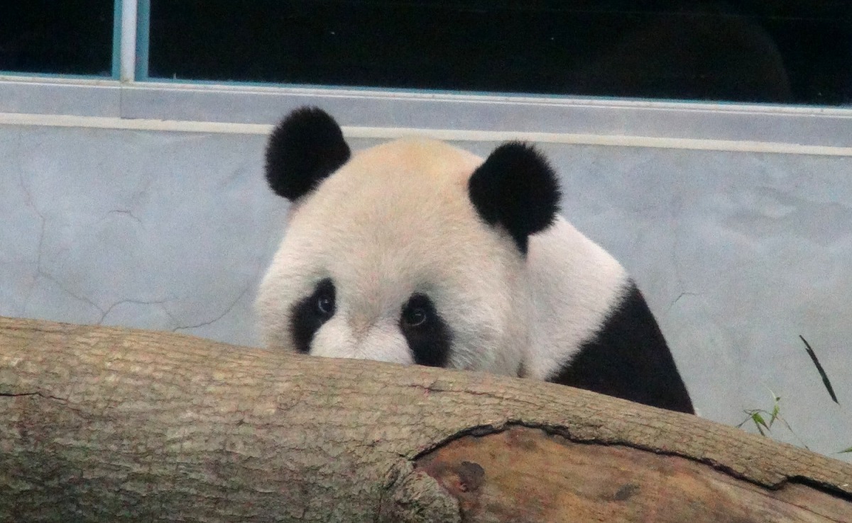 圓圓：「我們明年再接再勵囉！」 台北市立動物園/提供