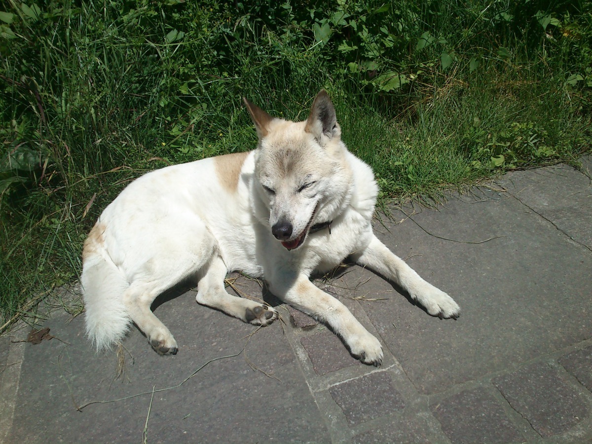 希拉蕾。劉威良/提供