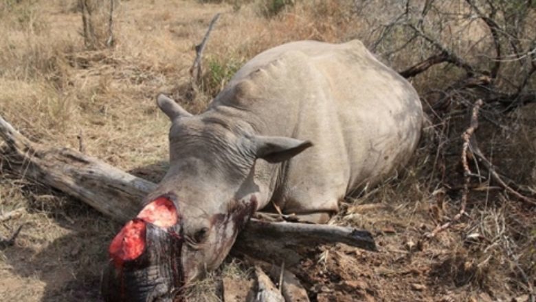 兩名三十歲和五十四歲的台灣男子因被控偷獵和走私犀牛角，遭史瓦濟蘭高等法院重刑29年徒刑。來源:Journal Du Cameroun